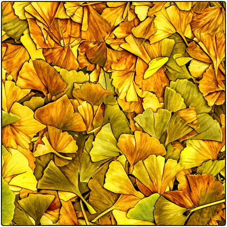 Artificially Created Image of Gingko Leaves