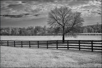 Solitary Tree and Fence Linle
