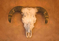 Rams Skull - Abique