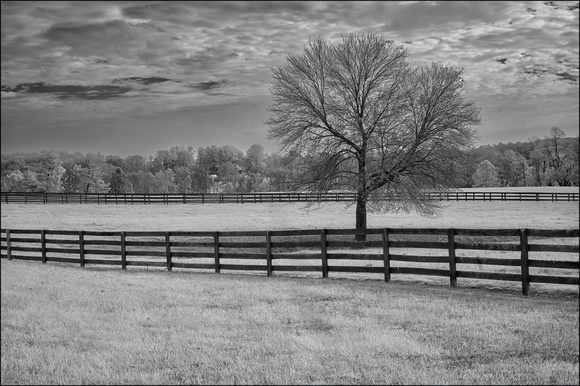 Solitary Tree and Fence Linle