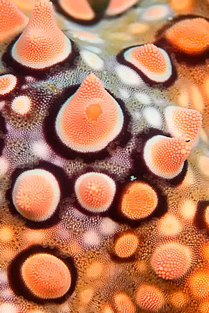 Starfish Closeup